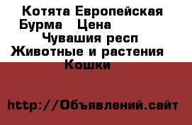 Котята Европейская Бурма › Цена ­ 10 000 - Чувашия респ. Животные и растения » Кошки   